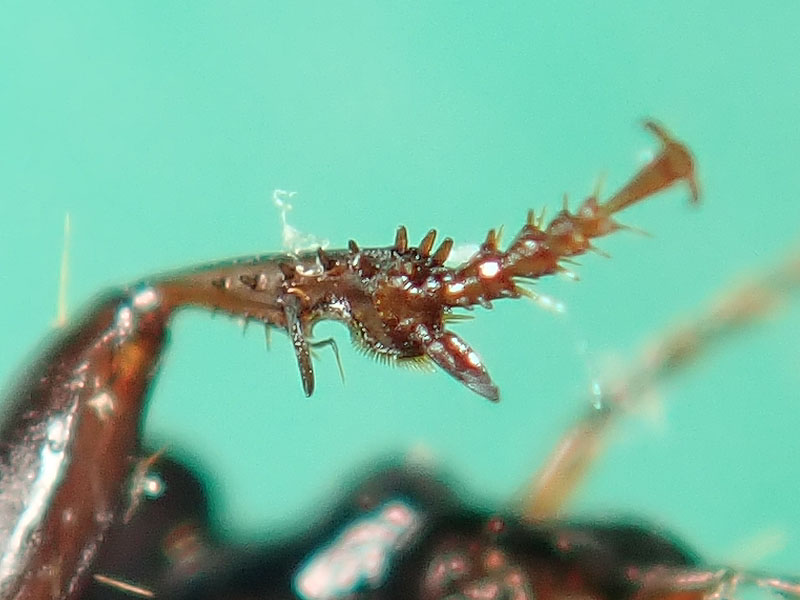 Carabidae: Harpalus pygmaeus ? pi probabile H. pumilus...